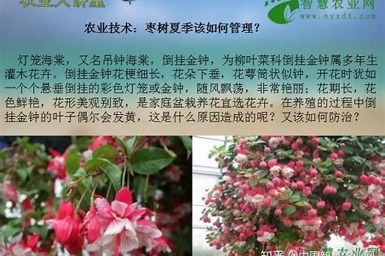 土培的水仙可以施肥吗