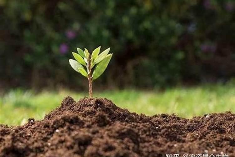 瓜果蔬菜叶面肥的正确使用方法(什么时候打叶面肥好)