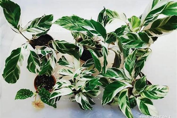 猫眼竹芋用的施肥方法(猫眼竹芋施肥方法全解析,让您的植物更健康生长...