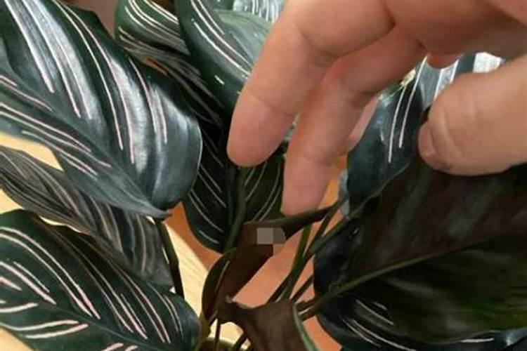 竹芋施什么肥最好