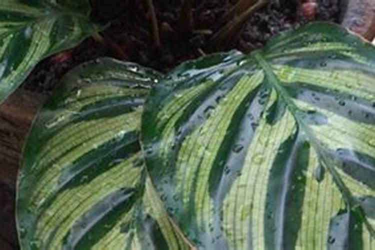 竹芋施什么肥最好