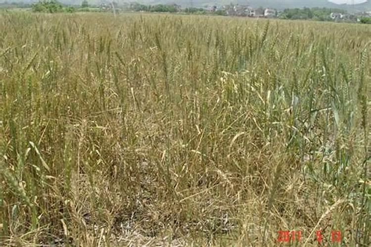 脐橙持久天旱能修剪吗？