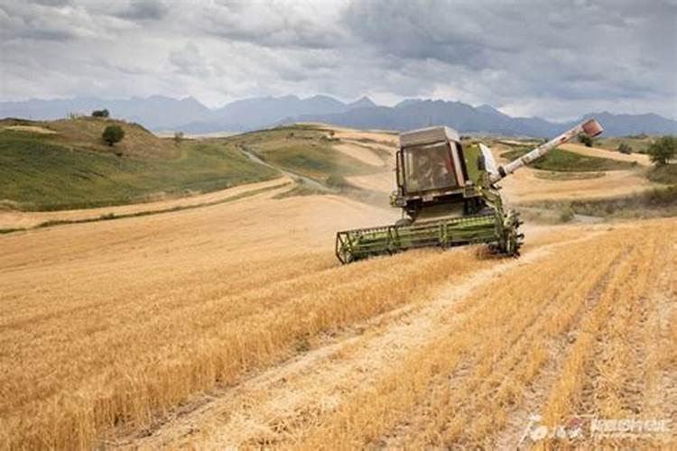 芒果新叶长这样怎么打药