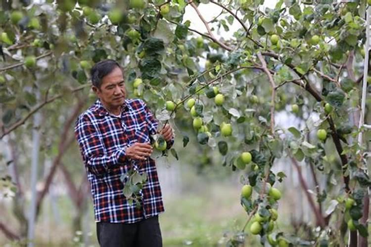 瑞香花如何施肥