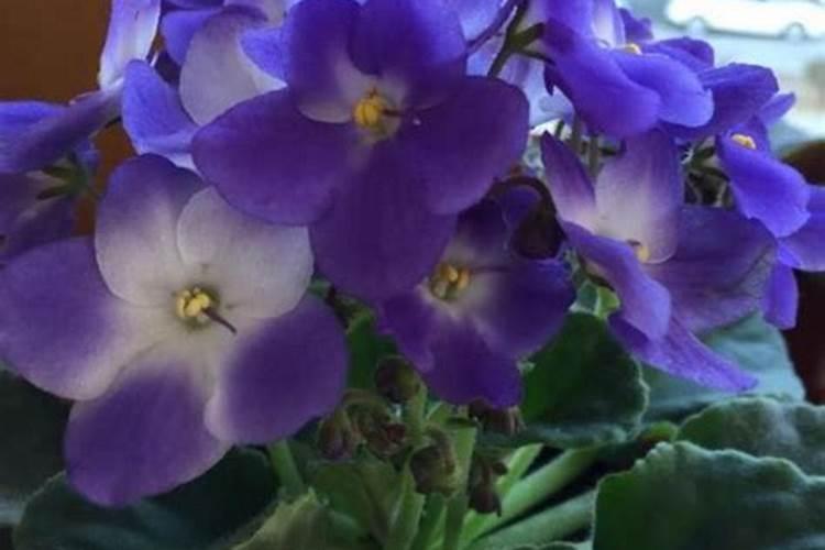 辣椒开花用多少肥