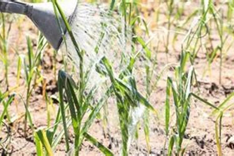 辣椒什么时候喷磷酸二氢钾 开花时需要施肥吗