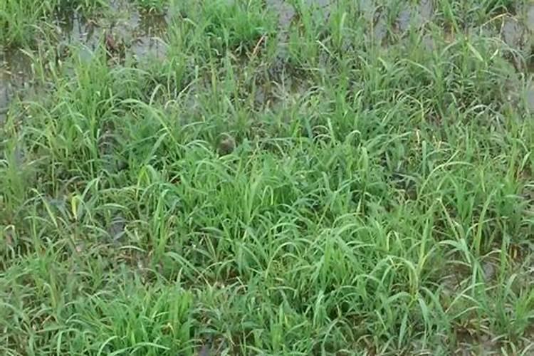 水稻杀稗草最有效的药