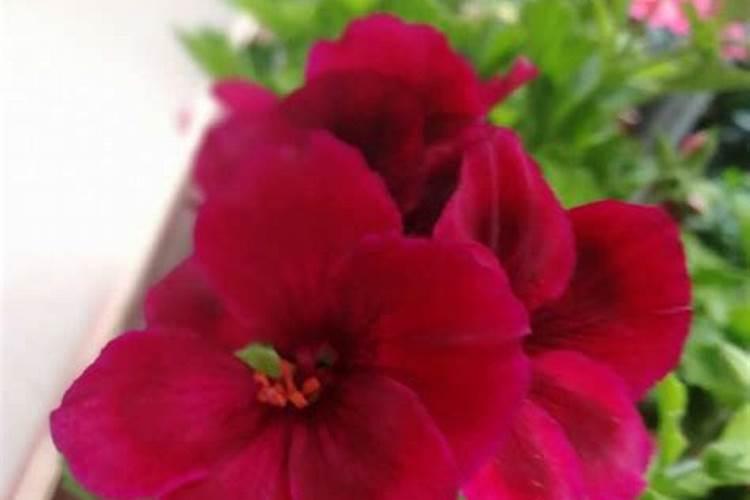 河北适合种植什么品种的樱花？