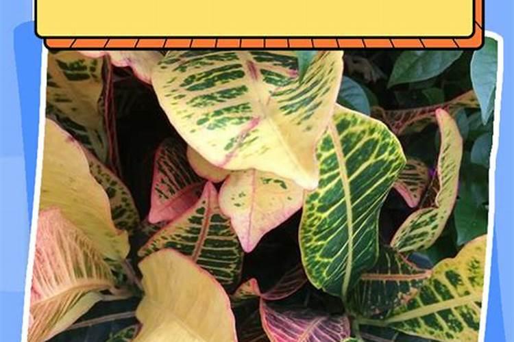 丝瓜小瓜变黄最快解决方法