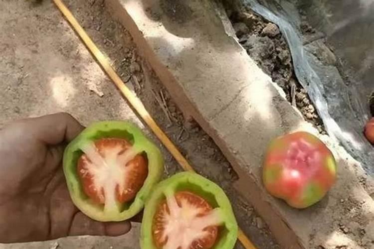 冬天西红柿大水浇有什么病？