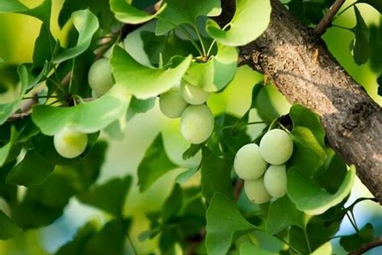 怎么去除磷肥渣里面有毒物质