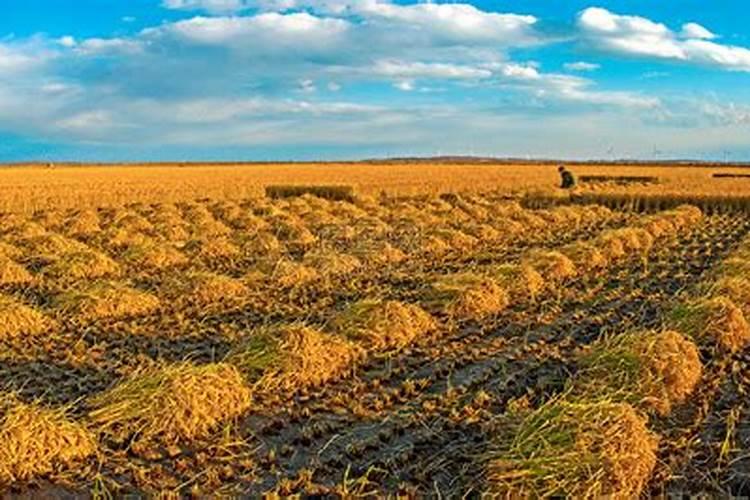 磷肥施用的方式不恰当,会造成什么后果？