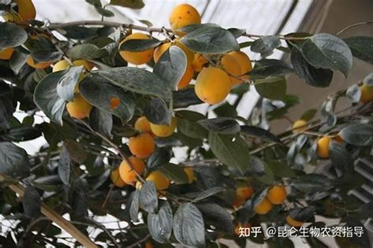 芸苔素内酯喷在土壤能解除药害吗？