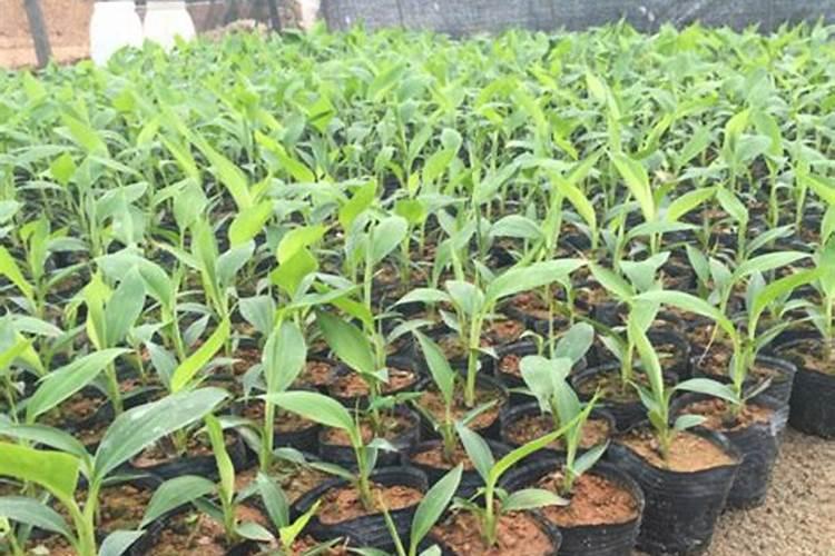 香蕉用什么肥料能快速生长 施肥技巧有哪些