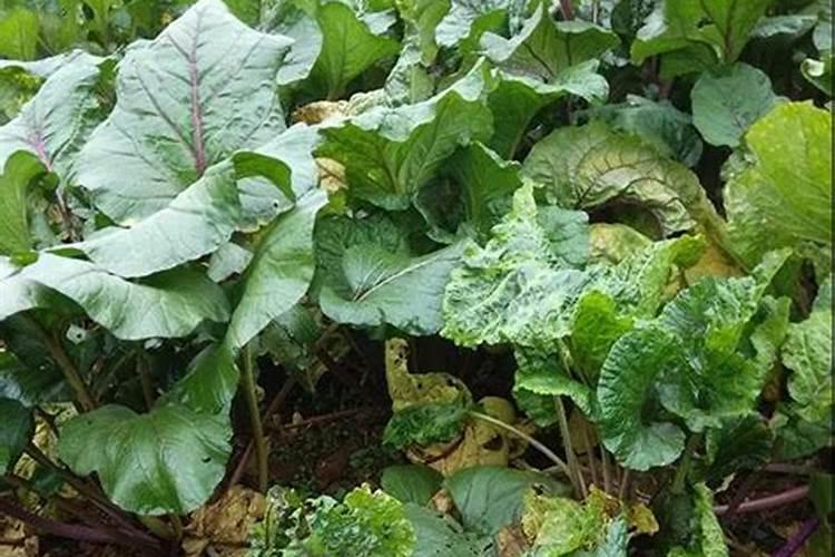 红油菜苔种植时间及有哪些方法？