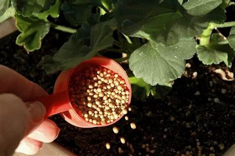 夏天应该怎么给植物浇水施肥种花夏天要怎样浇水