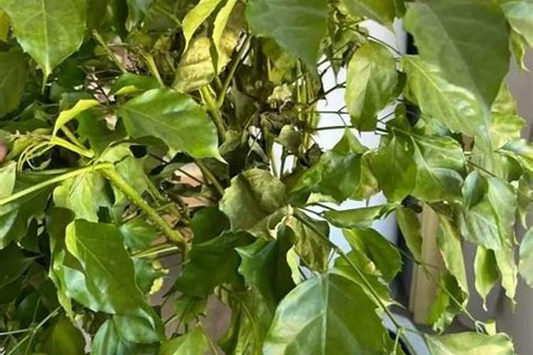 幸福树叶片沾灰尘如何轻松去除