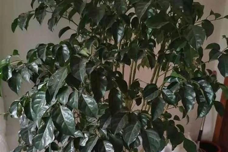 幸福树几天喷一次叶子 幸福树的叶子能喷水吗