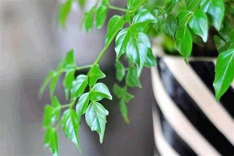 幸福树叶面喷水的正确方法