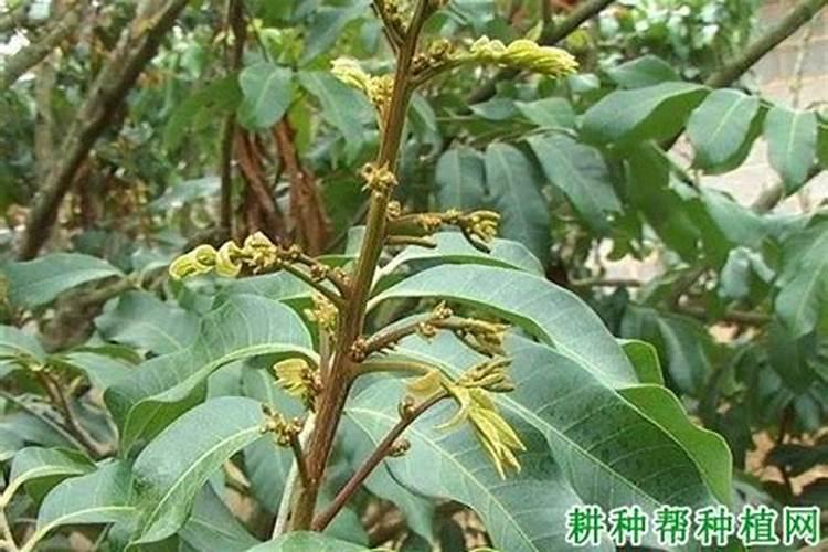 百香果施什么肥料最好