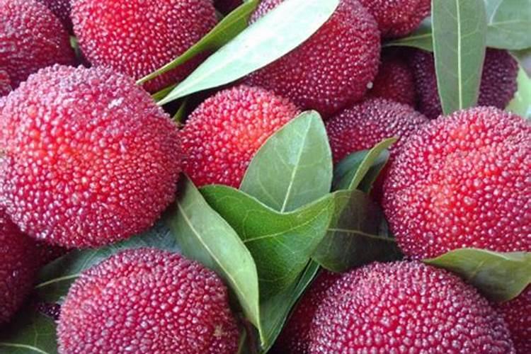 杨梅树施什么肥好,怎么施？