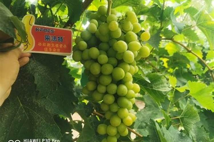 用完全腐熟的菜子饼肥多大浓度可以促进葡萄插条生根？