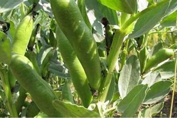 茶叶几月份下肥料最好？