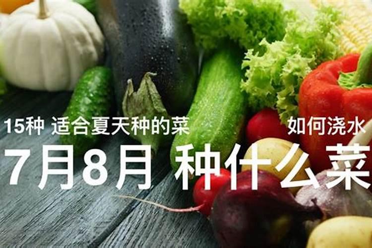 七八月份适合种植什么蔬菜？