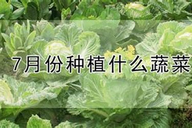 南方8月份种什么菜蔬菜最合适