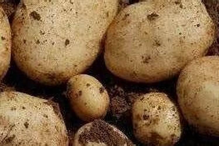 大豆盛花期能喷叶面肥吗