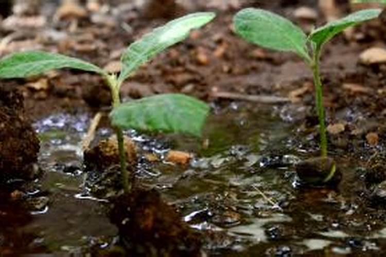 种枇杷施什么肥