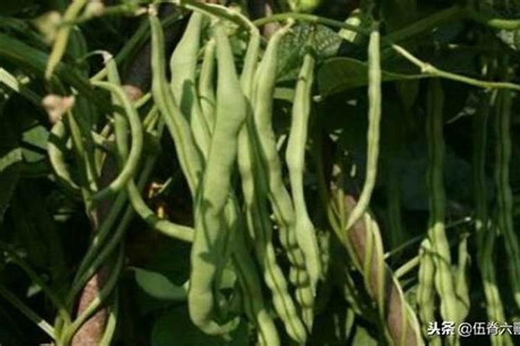 大豆重茬和迎茬减产的原因是什么？