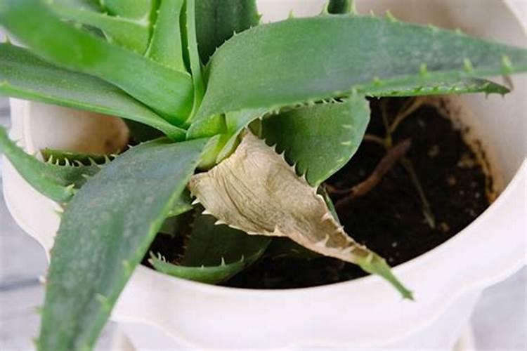 金弹子喜肥吗 喜欢施什么肥料