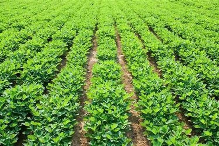 中药材水溶肥什么牌子的好？水溶肥怎么用？水溶肥市场价多少钱一包？