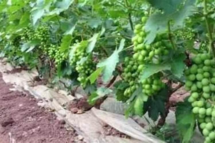 怎样给葡萄喷肥才能效果达到最好？