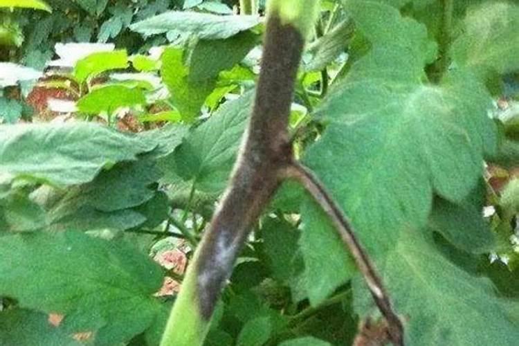 辣椒茎杆发黑是什么原因,是种植的哪些环节出了问题？