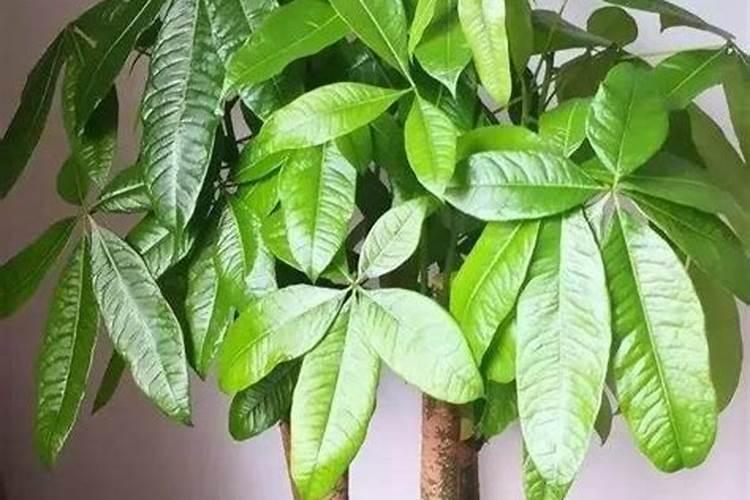 种绿豆用什么肥料好