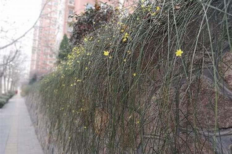 缺氮磷钾的植物个有什么症状啊