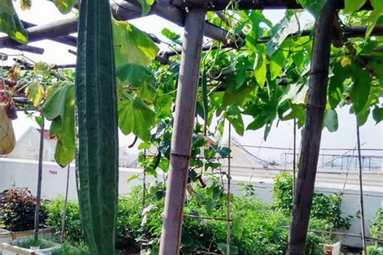 丝瓜为什么会发苦