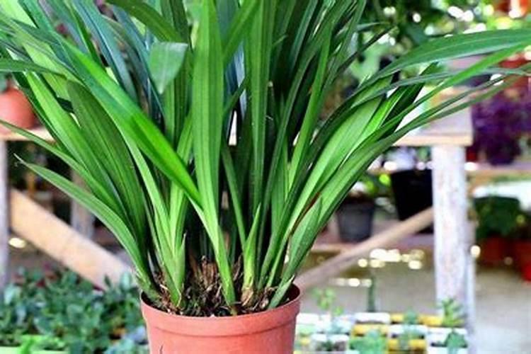 墨兰开花期间怎么养护