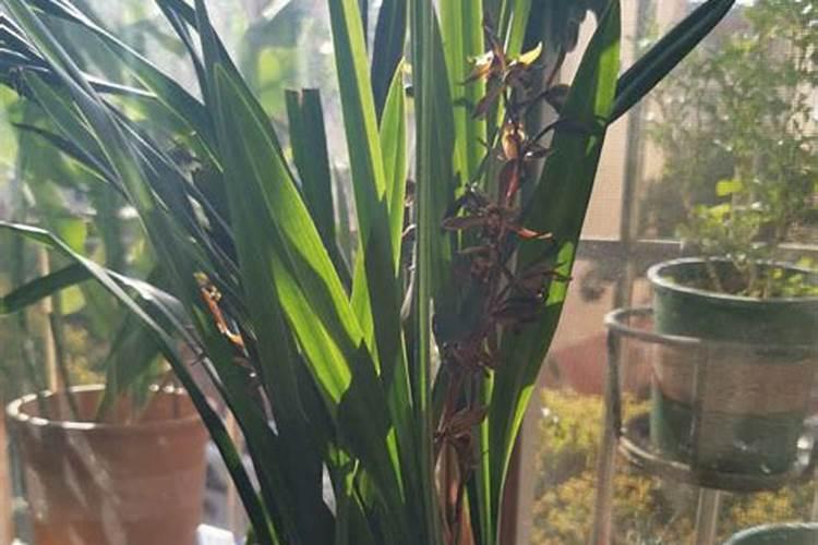 墨兰开花后如何养护,花期怎么养护