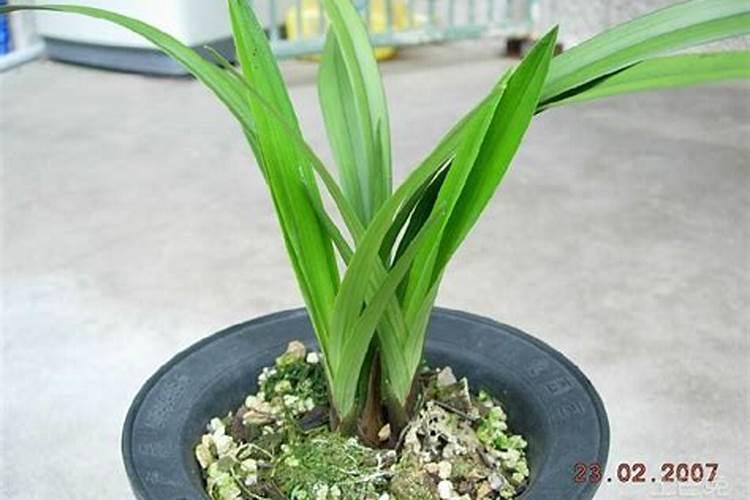 墨兰开花期间怎么养护