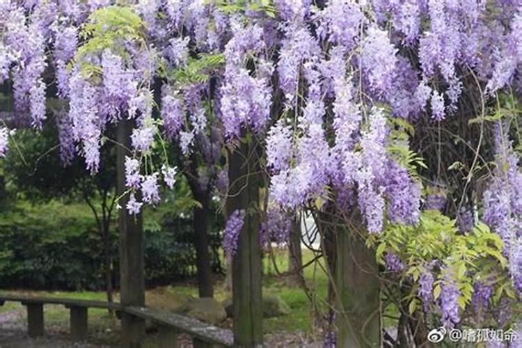 小麦灌浆期需要什么肥,一直不灌浆是什么原因