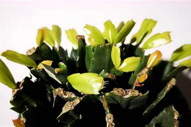 小麦上喷施硼肥有什么好处？拔节孕穗期喷2次,籽粒饱满能增产