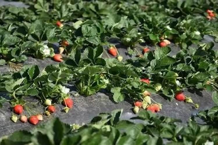 爱之蔓用什么土养好