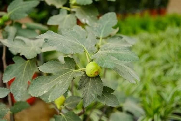 无花果如何施肥 无花果大棚施肥方法及时间