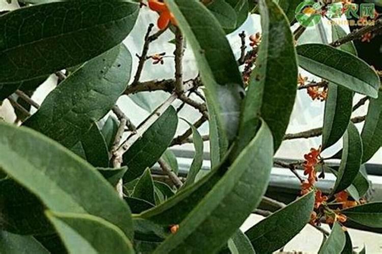 白糖对果树有什么好处