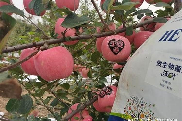 柑橘结果期冲施什么肥料好？柑橘保花保果用什么水溶肥好？