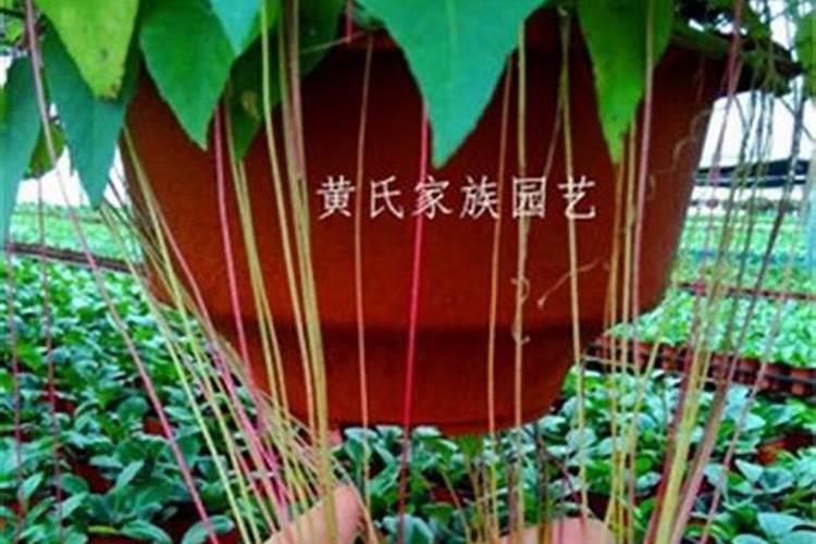 多肉上色肥料怎么用