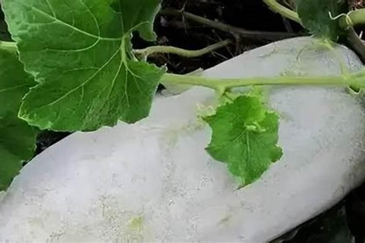 冬瓜最好的肥料是什么？